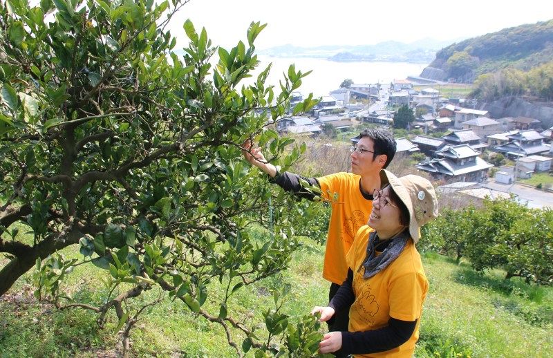 大藪ミカン 成長過程知って 5月10日、玉野の農園で花見会：山陽新聞