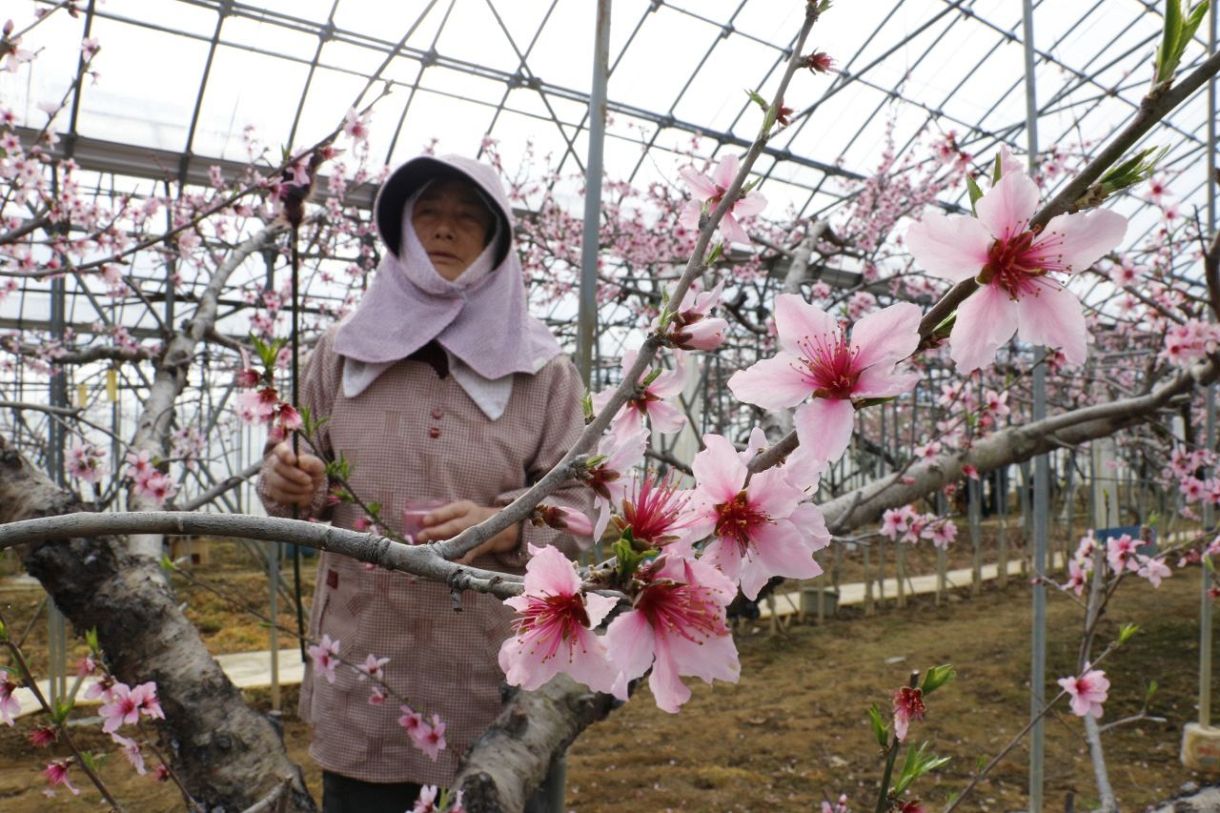 春の訪れ告げる淡いピンク満開 勝央町で温室桃の受粉作業開始：山陽