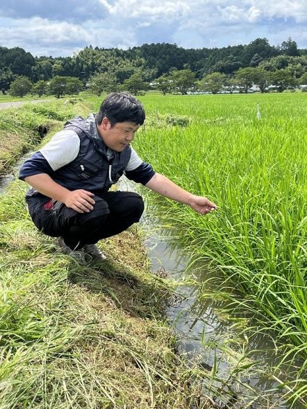 水稲「にじのきらめき」栽培拡大 勝英地域、猛暑でも品質安定強み