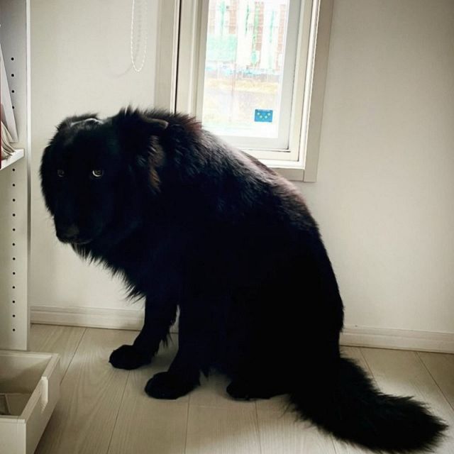 妖怪…？」怒られて限界まで小さくなったシェパード、子熊のような