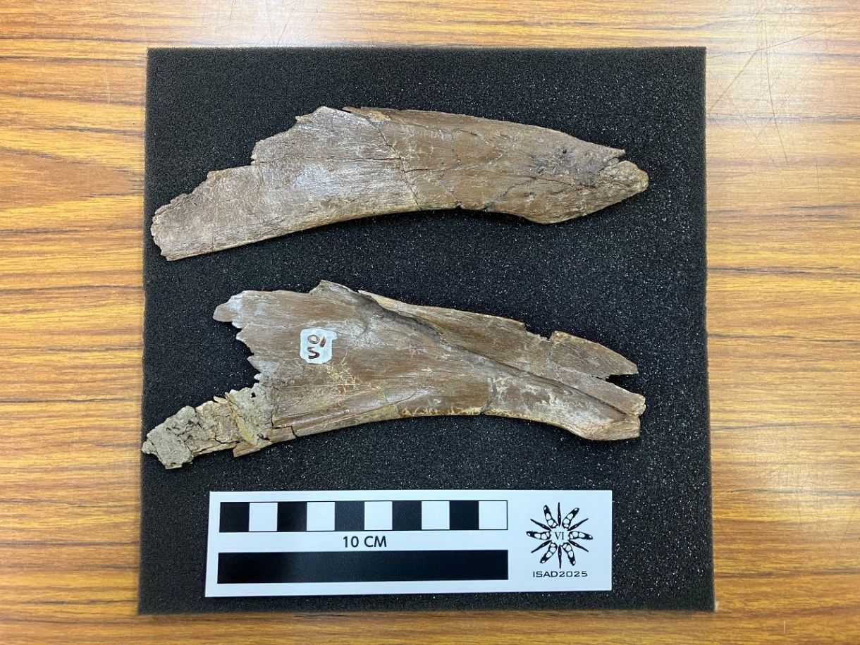 骨 恐竜 化石 所蔵標本から ダチョウ恐竜 の化石発見 岡山理科大と恐竜