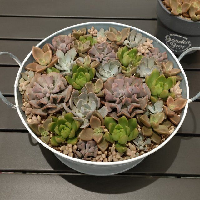どう見ても牛丼」がまさかの花束に？ 半年でまるで別の姿になった“多肉