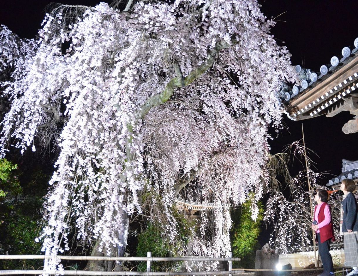 しだれ桜満開　津山・千光寺でライトアップ