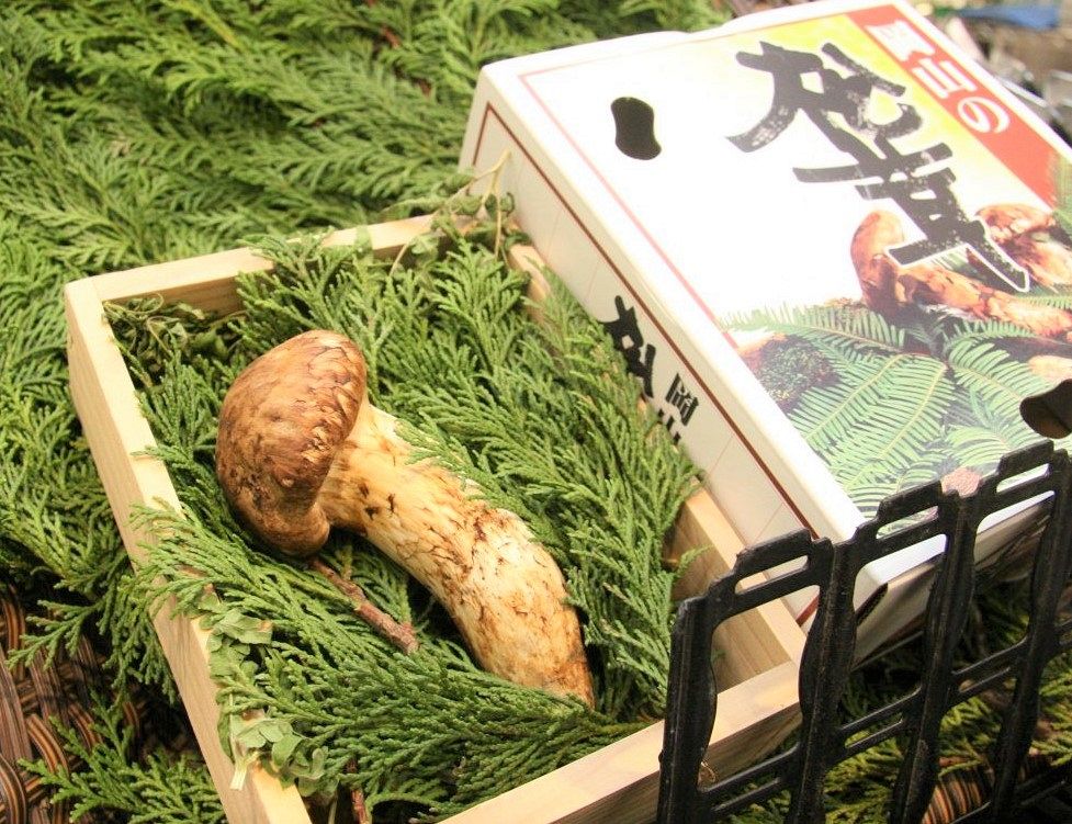 岡山県北産松茸11/8採れ