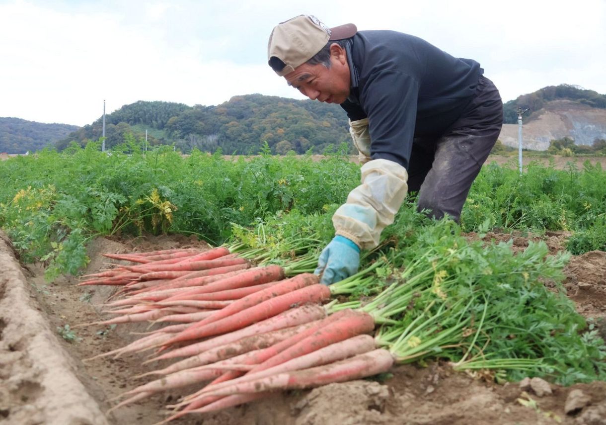金時ニンジン 収穫最盛期　倉敷・船穂町 正月の定番食材