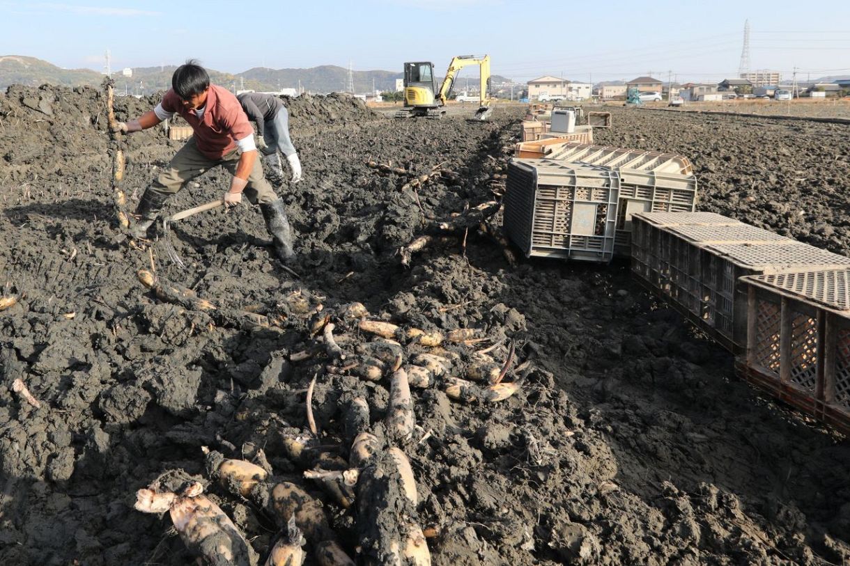 産地のいま】倉敷市連島町地区のレンコン 変わらぬ手掘りで〝肌〟白さ