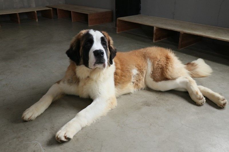 大型犬と触れ合って 岡山に専門店 10種類13匹、撮影や餌やりも