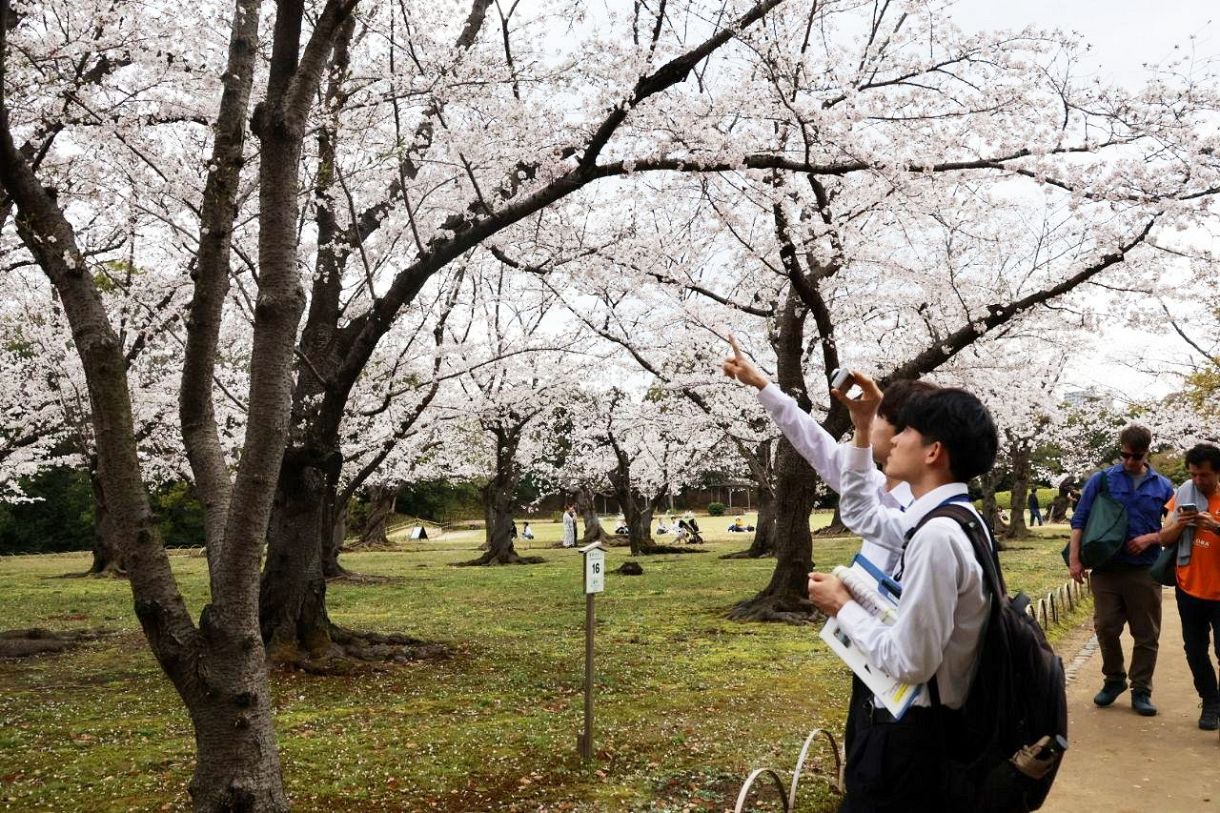 岡山市で桜満開 岡山地方気象台発表
