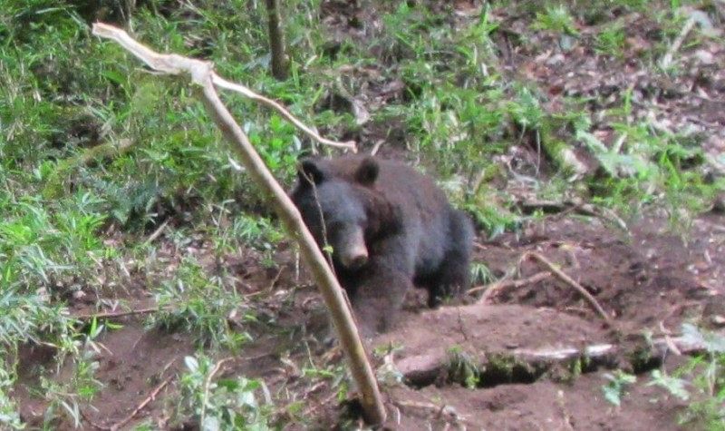 岡山県内クマ出没 ２６年過去最多に　１５日現在で計１６件、冬眠しない個体が活動か