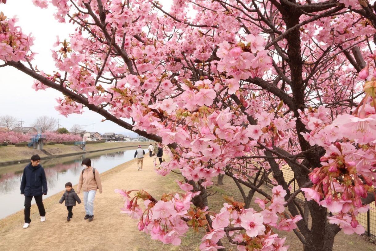 春の訪れ カワヅザクラ見頃 倉敷川沿いに華やかなピンク：山陽新聞