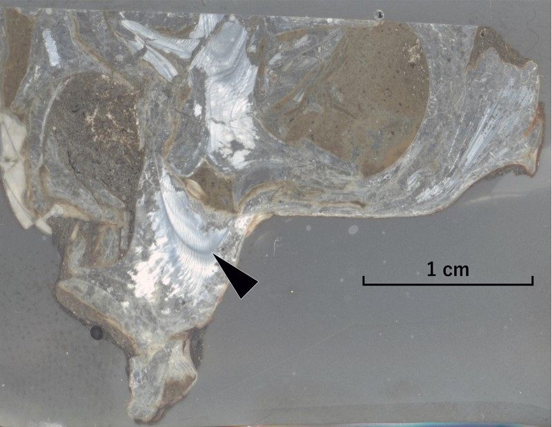 奈義のビカリア化石 成長線を確認 岡山理科大など 解明の基礎資料に