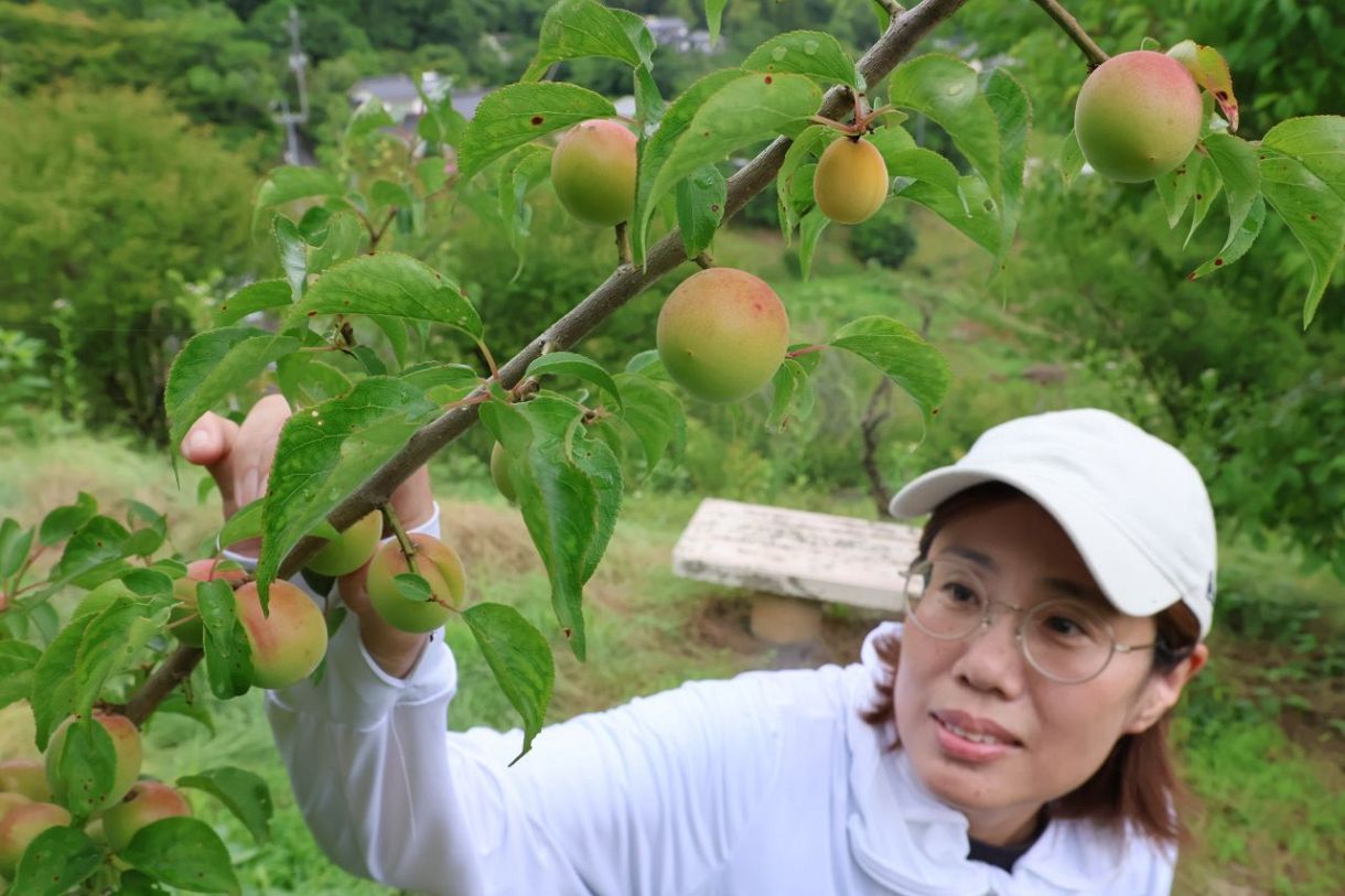 好天に恵まれ実太り良好 梅の収穫最盛期 津山・梅の里公園：山陽新聞