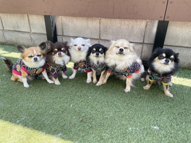 チワワの変顔写真ってあるんだ…6匹全員がまさかの”細目”、奇跡の チワワの変顔写真ってあるんだ…6匹全員がまさかの”細目”、奇跡の