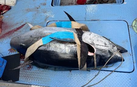 マグロ最高値「夢みたい」 8回目、青森・大間の漁師：山陽新聞