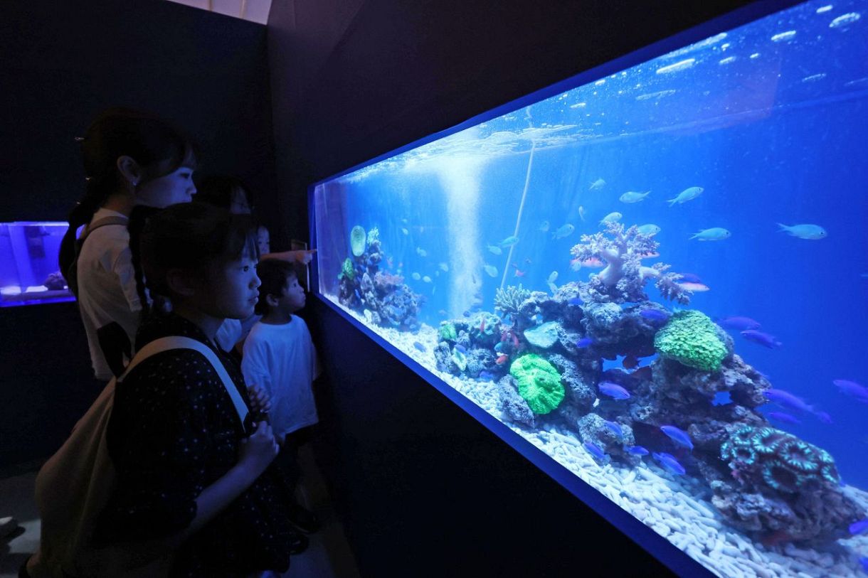 「すいぞくえん」開幕 天満屋岡山店　  熱帯魚やペンギン５０種千匹展示