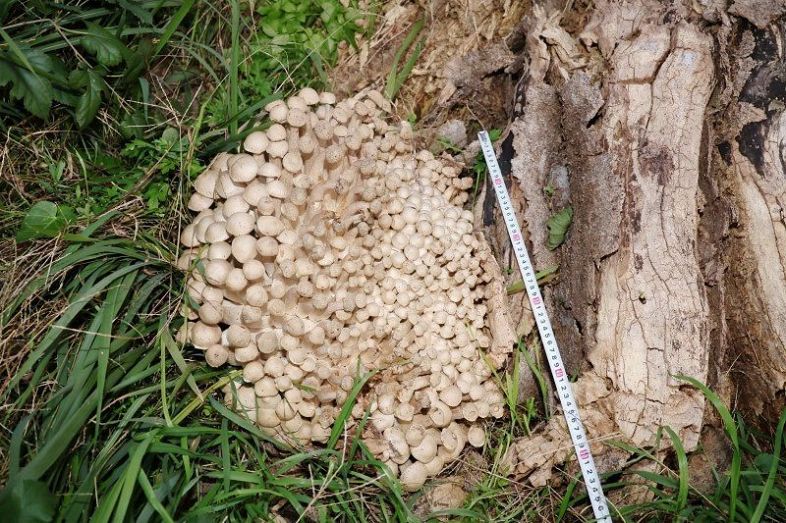 県内初発見？巨大キノコ 正体は… 倉敷・酒津公園、市民の話題に：山陽