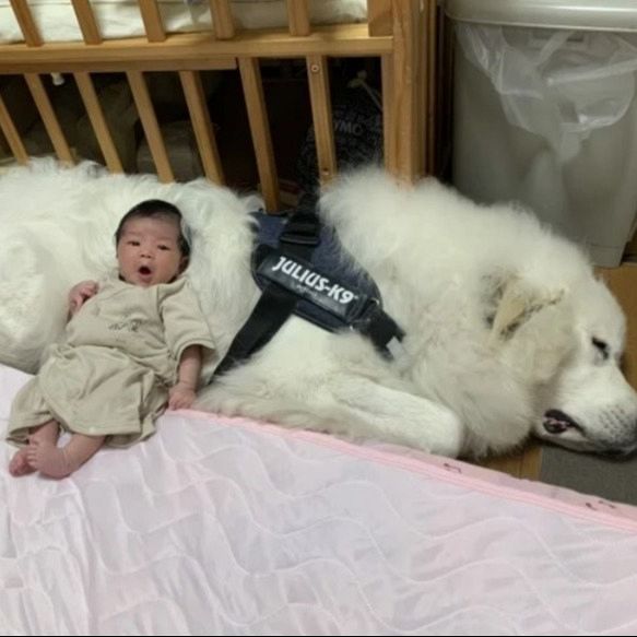 0歳児に“ベッド扱い”されるモフモフ大型犬＆腕枕される猫の2年後の姿が