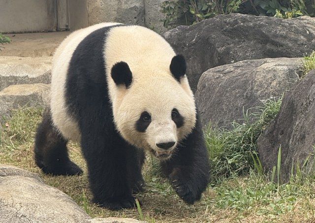 上野動物園「シャオシャオ」「レイレイ」の近況報告「トレーニングを再開しました」：山陽新聞デジタル｜さんデジ