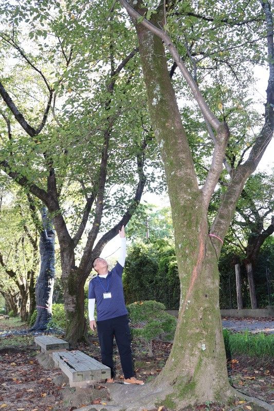 外来カミキリ 後楽園の桜で５本目の被害　「フラス」発見、岡山県確認
