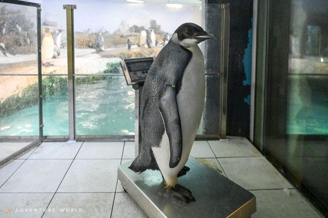 鳩ペンギン 春… 和歌山・白浜のペンギン「44番」が親から“独立” その一部始終が
