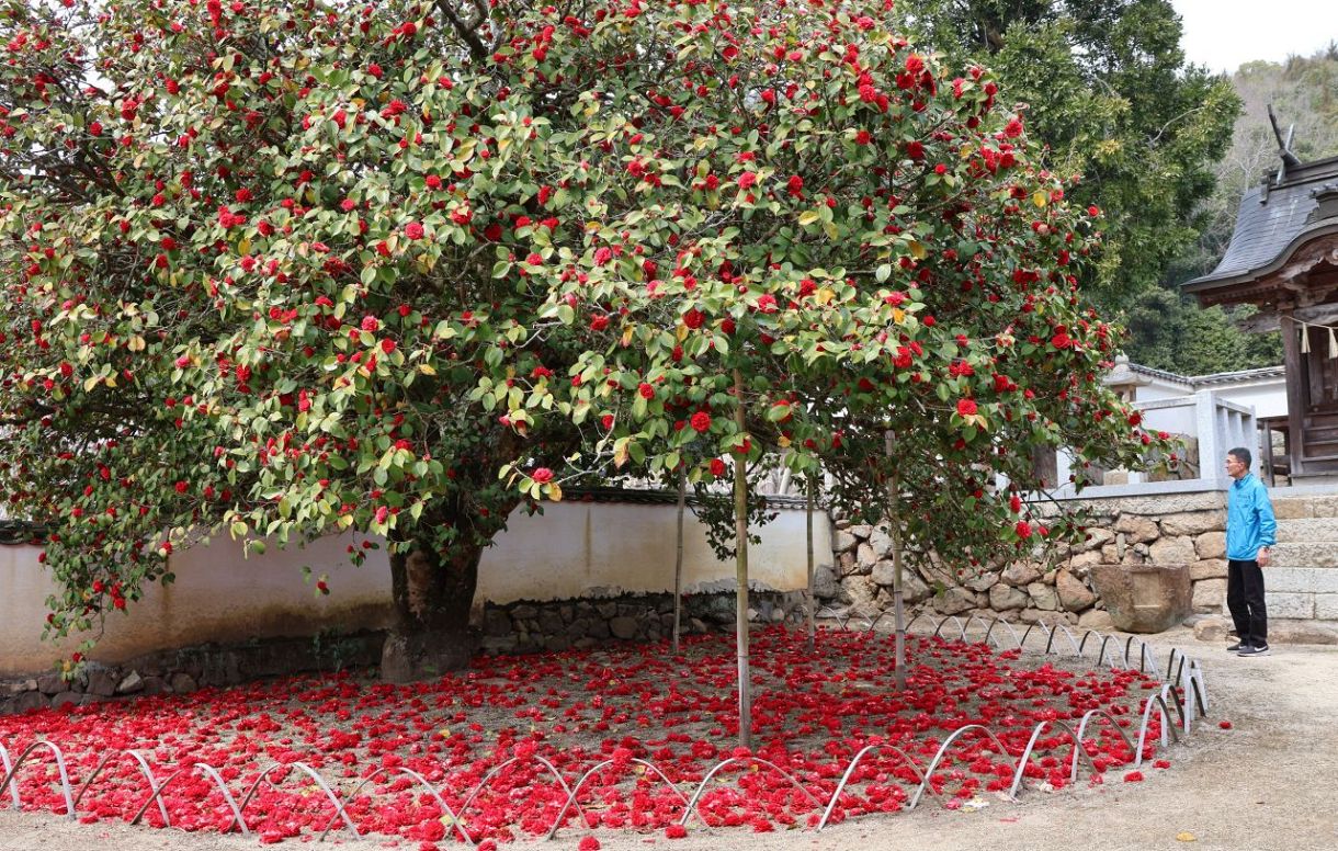 ツバキ見頃、樹下を深紅に彩る　矢掛・圀勝寺 １１日にはまつり