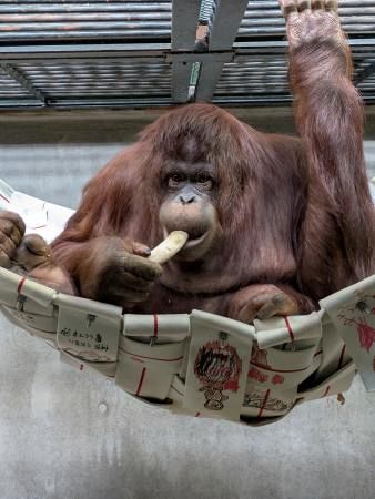 オランウータン絶滅防げ 繁殖に挑戦、愛媛の動物園：山陽新聞デジタル