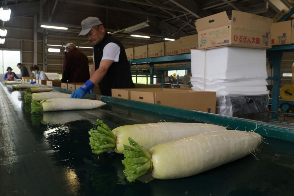 「ひるぜん大根」出荷本格化　甘さとみずみずしさ 出来上々