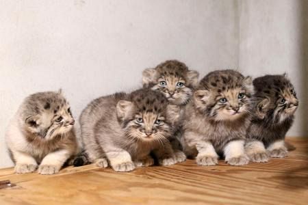 世界最古」希少ネコ5匹誕生 神戸、すくすく成長中：山陽新聞デジタル