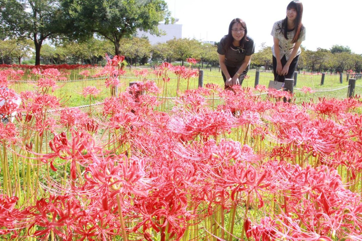 ヒガンバナ深紅のじゅうたん　岡山、児島湖近くで２６日から公開