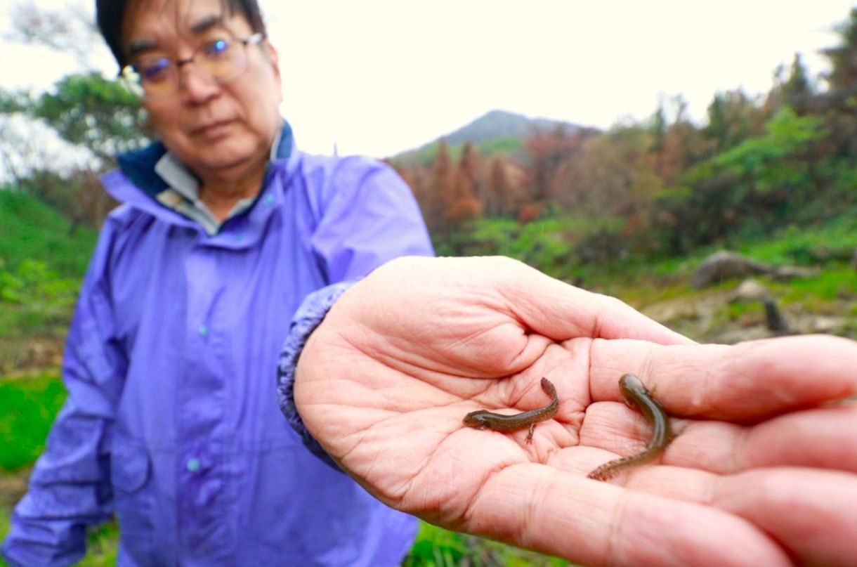 山林火災跡 「紡がれた命」に安堵　貝殻山 希少な両生類の繁殖を確認