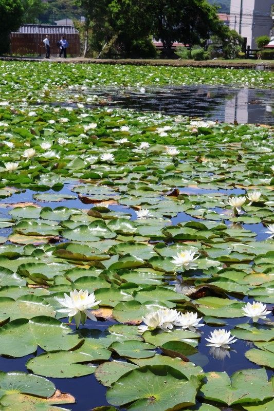 水面彩る 純白のスイレン 津山・衆楽園で見頃：山陽新聞デジタル｜さんデジ