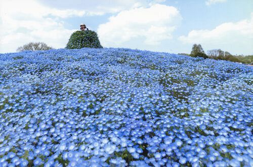 672回 工夫凝らした多彩な「桜」：山陽新聞デジタル｜さんデジ