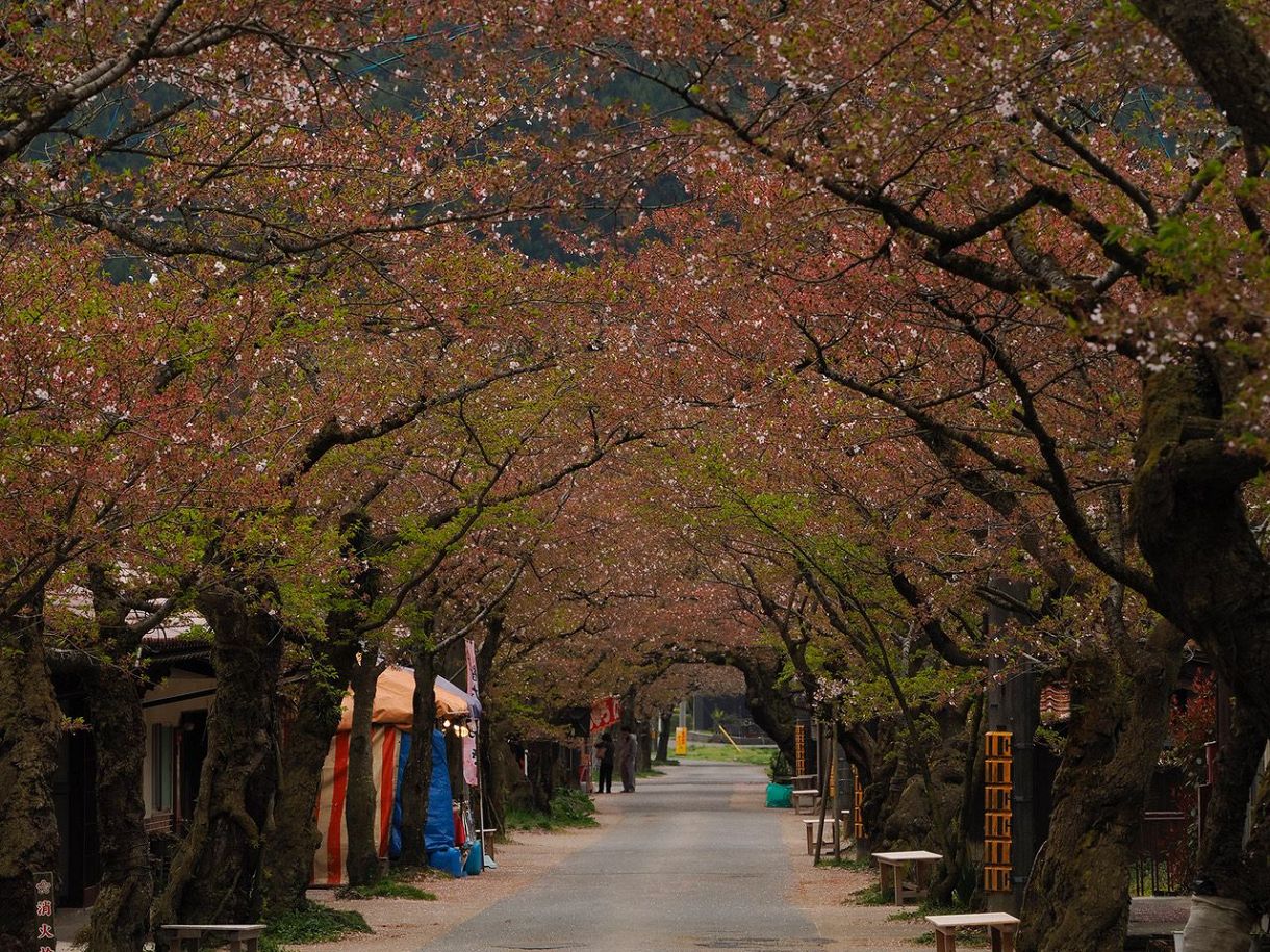 散り際の桜 撮影は超望遠レンズで 圧縮効果でにぎやかに表現：山陽新聞