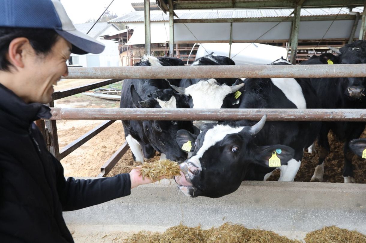 【岐路に立つコメ】第１部　高騰ショック④畜産　主食用シフトで餌用不足