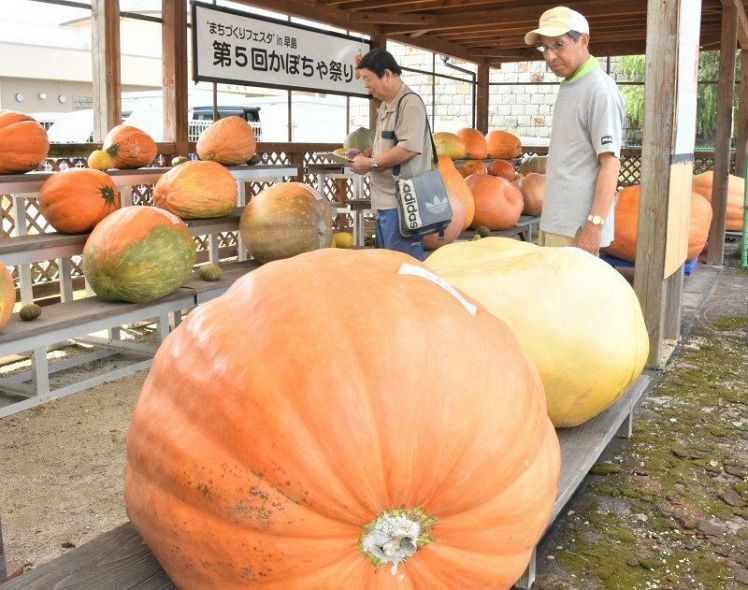 巨大カボチャの重さ当てよう 早島で50個展示、14日は祭り：山陽 