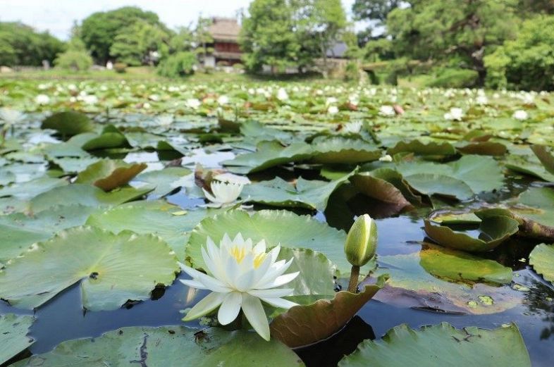 津山・衆楽園 スイレンが見頃 清らかな純白の花 水面彩る：山陽新聞