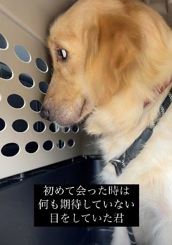 感情を失った“繁殖引退犬”を保護して1ヵ月後…激変した姿に「全然違う