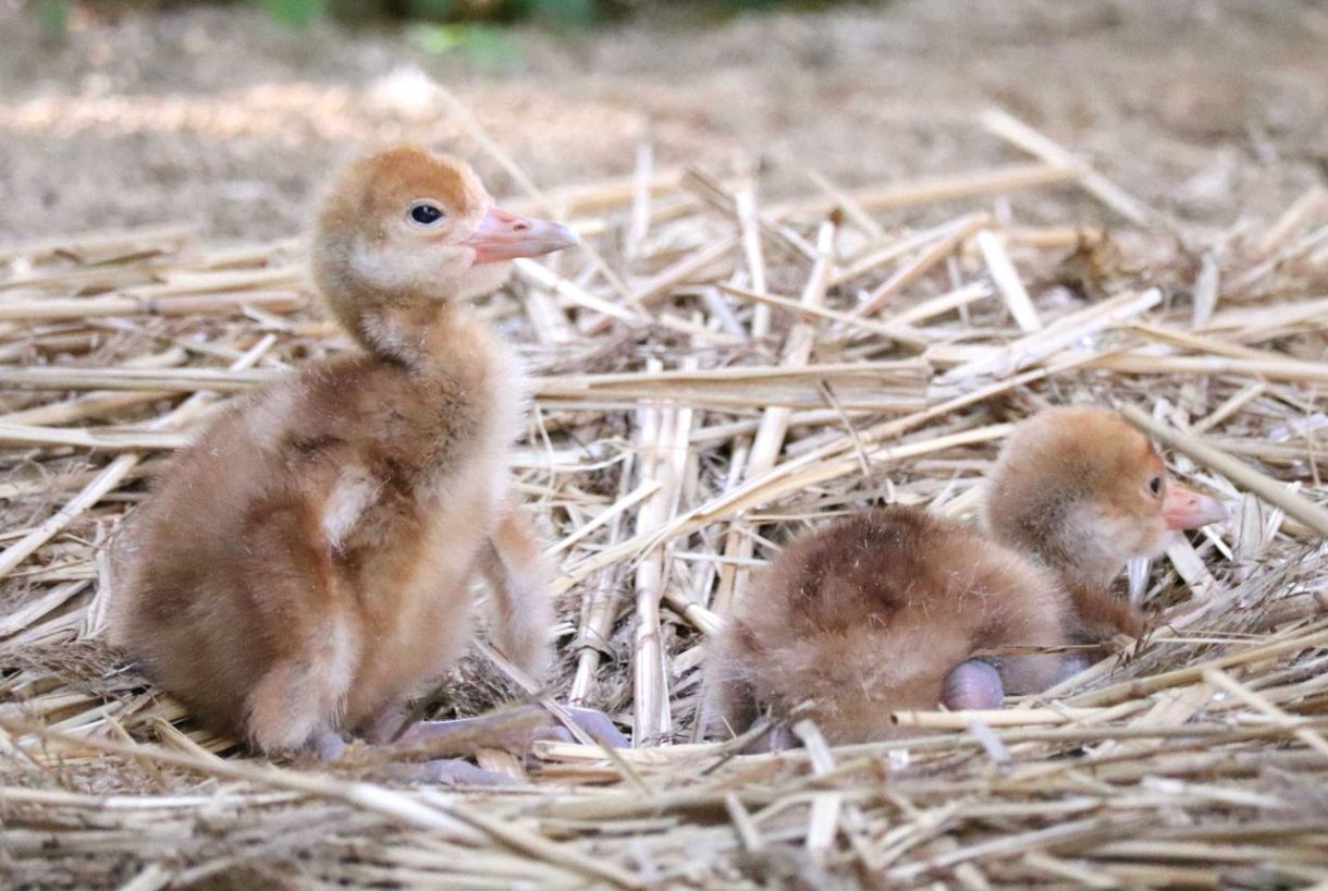 後楽園でタンチョウのひな２羽誕生　「托卵」で２年連続
