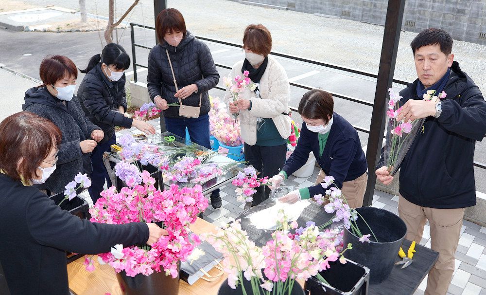 真備の被災住民 中学生門出を祝福　市産スイートピーを卒業式に贈る