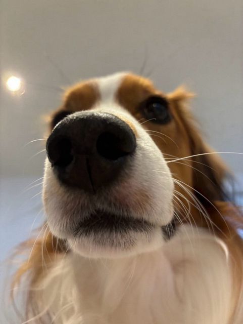 デコピンの“ドヤ顔”最新ショットが話題「ドヤ顔の可愛さよ」「この