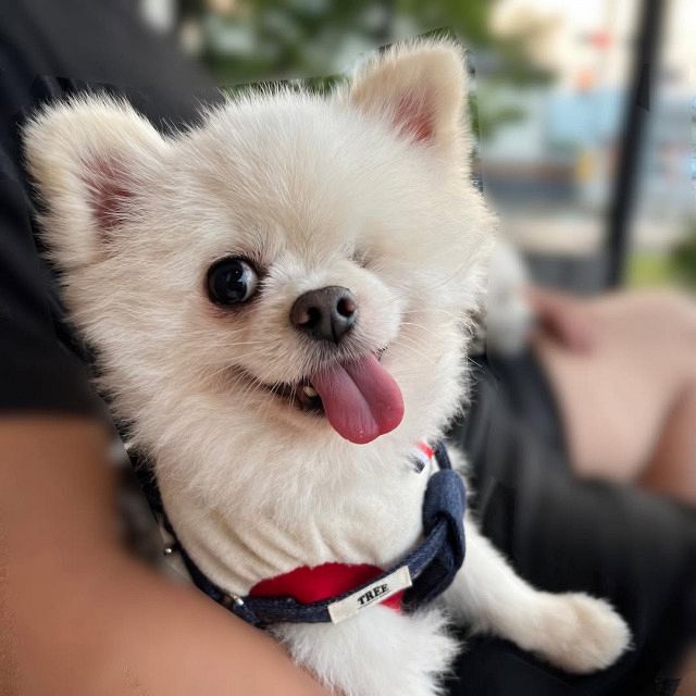 左目がないポメラニアン”…その名前は？ 生き抜いた元繁殖犬、幸せな