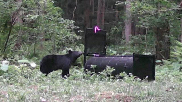 クマの行動追跡→研究者も驚くような行動をとっていた NHKスペシャル