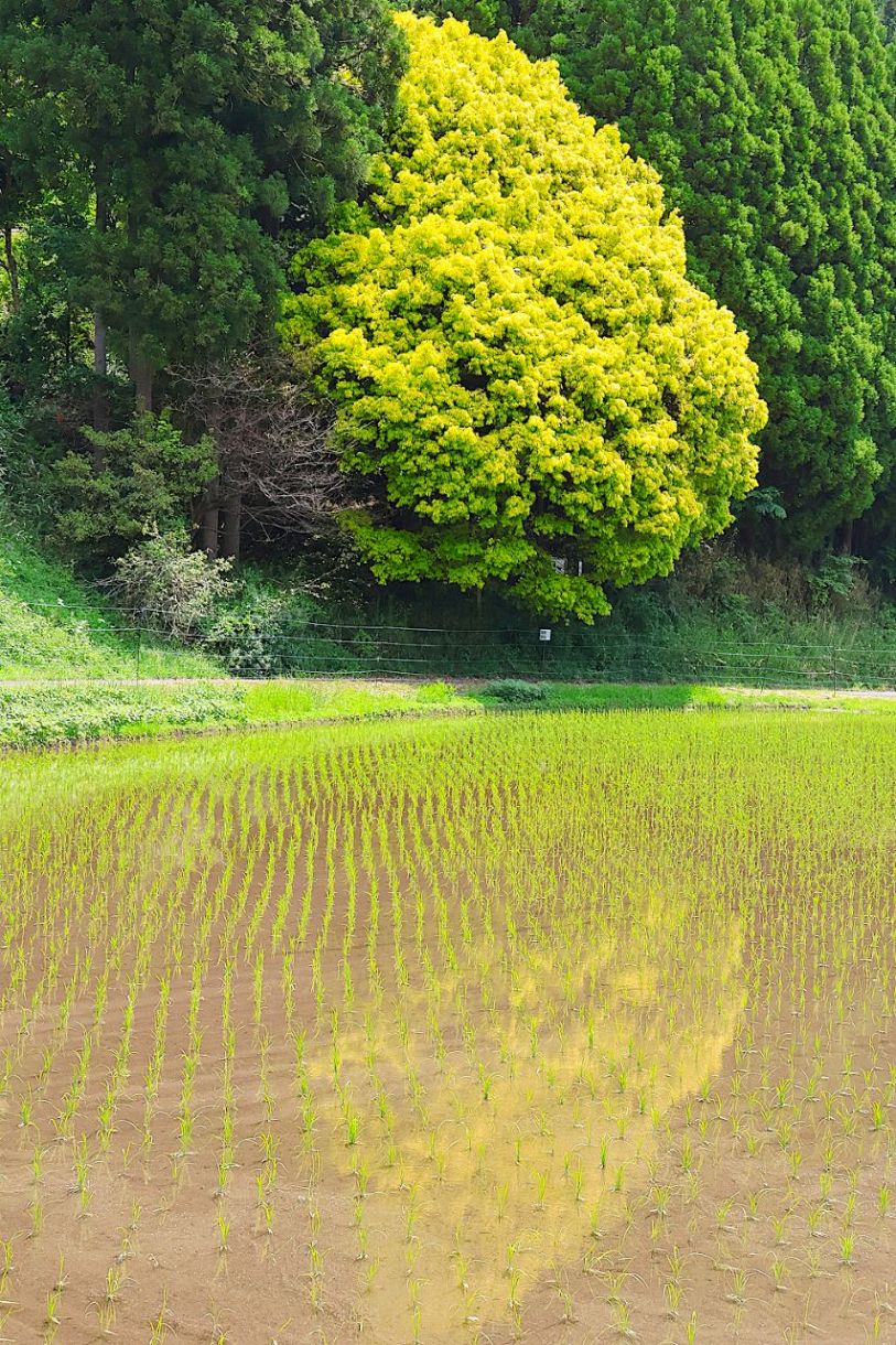 黄色の七色樫 水田に映える　鏡野の県天然記念物