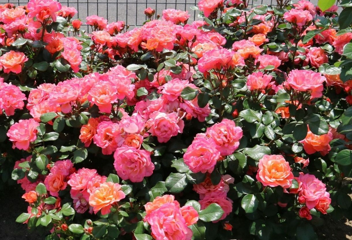 バラ2品種の愛称決定へ一般投票 福山市、世界バラ会議遺産普及へ