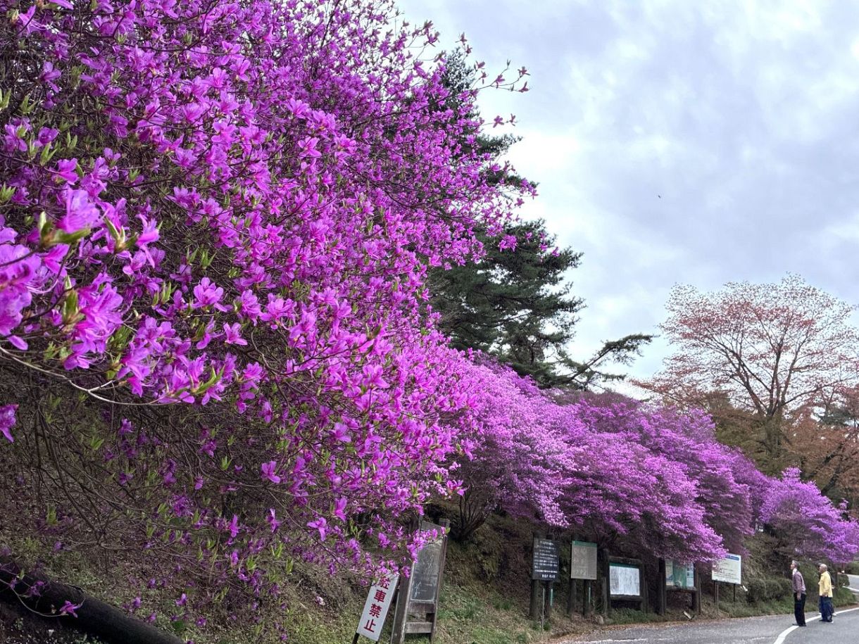 高梁・弥高山公園でツツジが見頃 5月中旬ごろまで14種類10万本が