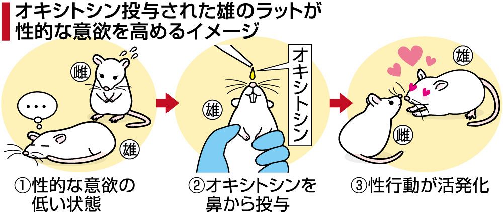オキシトシンで男性不妊改善の可能性　岡山大研究グループ、実験で性欲や生殖機能向上