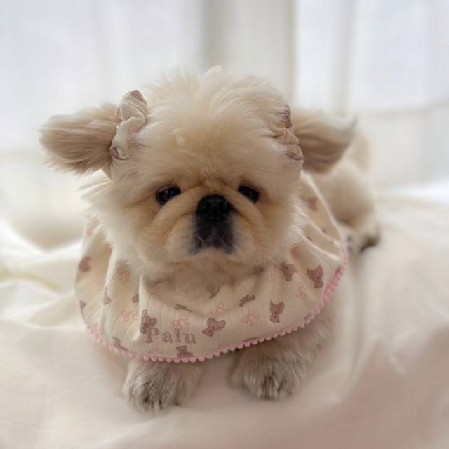 わがままボディのぬいぐるみ!?」“小さく”見える犬のデカさに衝撃…本当