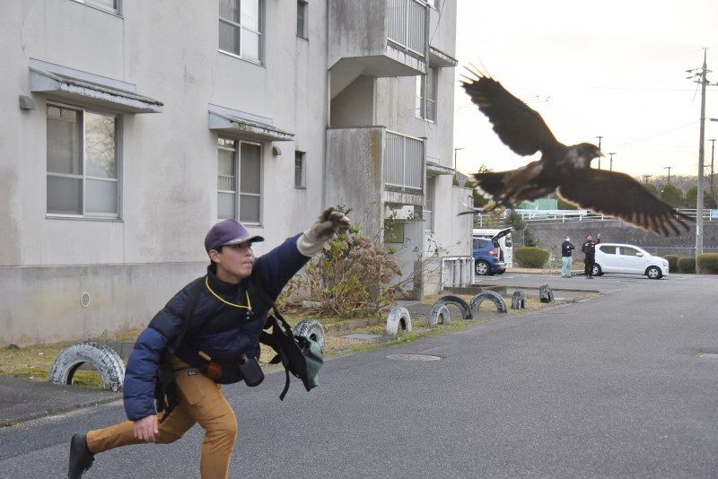 ふんするハト 天敵タカが追い払い　美作市、団地で放鳥実施