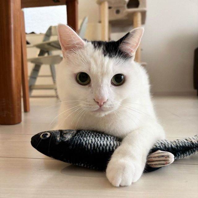 なんて真剣な眼差し」猫と1歳男児が“塩”に釘づけ…まさかの瞬間に36万