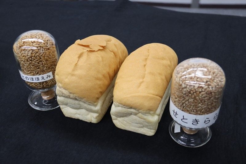 暖冬でも育つパン用小麦の新品種 福山・農研機構研究センター開発